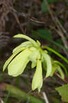 Hooded pitcherplant